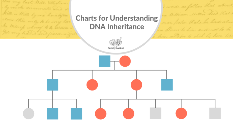 Comment Éviter Les Droits De Succession Sans Contourner La Loi 2 arbre genealogique symbolisant transmission patrimoine