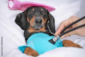 chien malade avec stethoscope veterinaire
