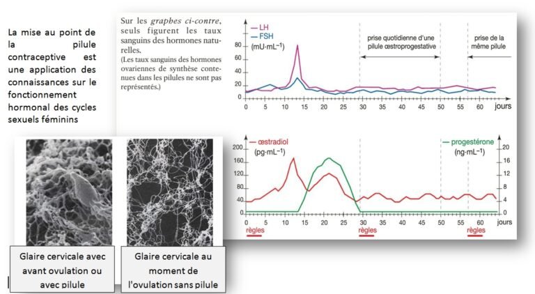 graphique dynamique croissance epargne fonds euro spirica