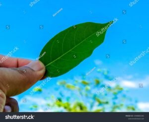 main tenant une feuille verte lumineuse