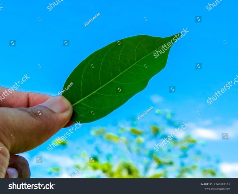 main tenant une feuille verte lumineuse